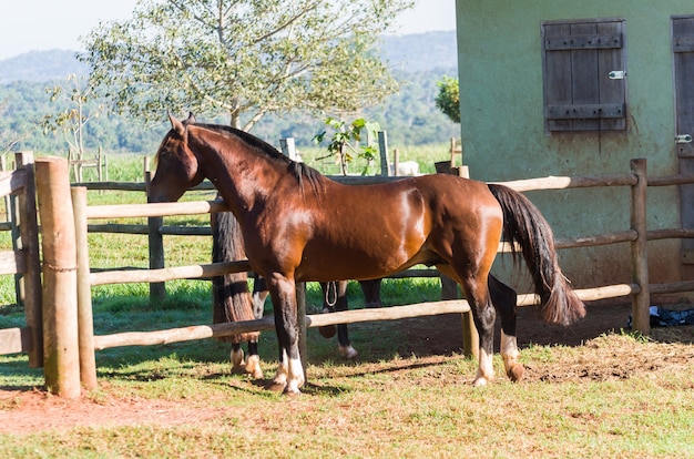 Cavalli di razza in fattoria