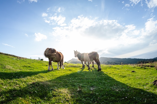 Cavalli divertenti selvaggi nella montagna verde