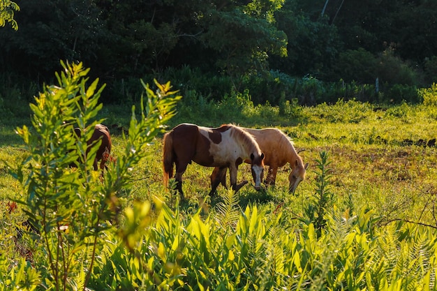 Cavalli e mucche al pascolo nella foresta verde della fattoria all'ora d'oro del tramonto Grandi animali che mangiano nel campo
