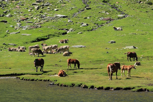 Cavalli e mucche corrono liberi nell'Estany del Port, a 2.034 metri sul livello del mare.