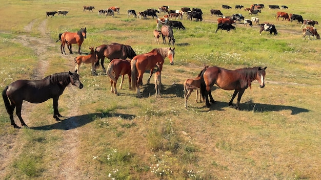 Cavalli e mucche stanno sul prato verde e pascolano l'erba sui terreni agricoli