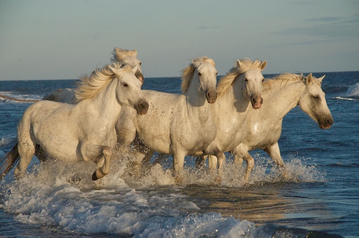 Foto cavalli in acqua.