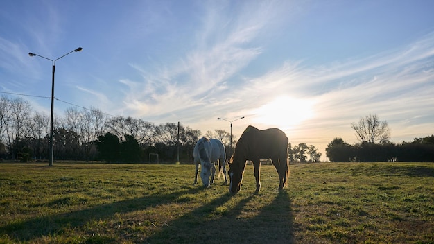 Cavalli in campo con il tramonto sullo sfondo