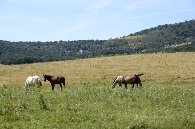 cavalli in campo