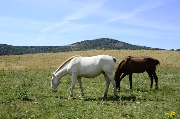 cavalli in campo