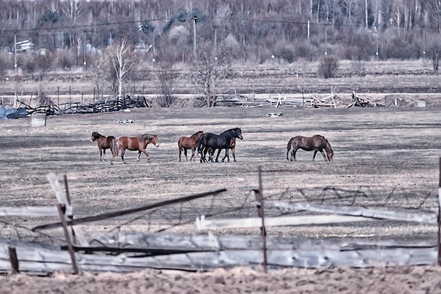 cavalli in fattoria, animali nel campo, natura del cavallo