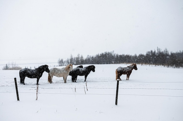 Cavalli in Islanda sulla neve a riposo