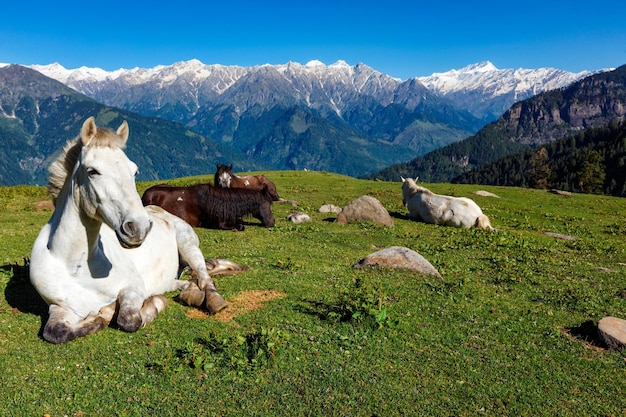 Cavalli in montagna Himachal Pradesh India