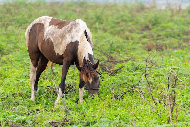 cavalli in piedi sul campo di erba