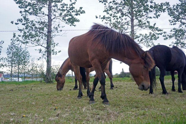 Cavalli in piedi sul pascolo