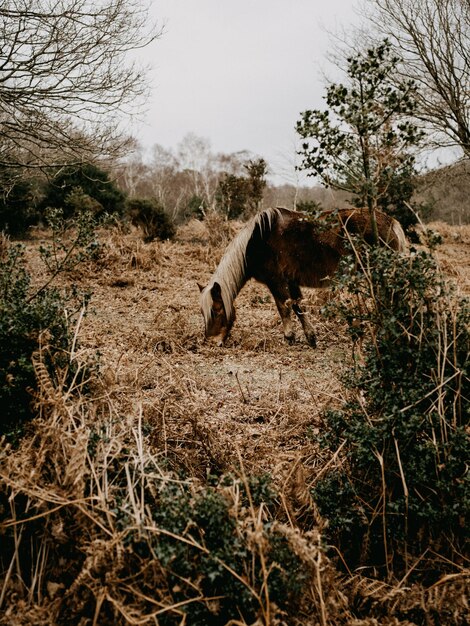 Cavalli in un campo