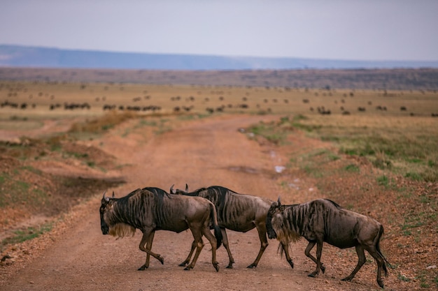 Cavalli in un campo