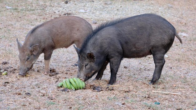 Cavalli in un campo