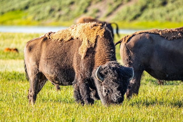 Cavalli in un campo