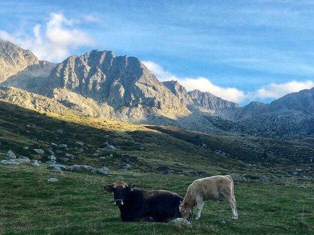 Cavalli in un campo