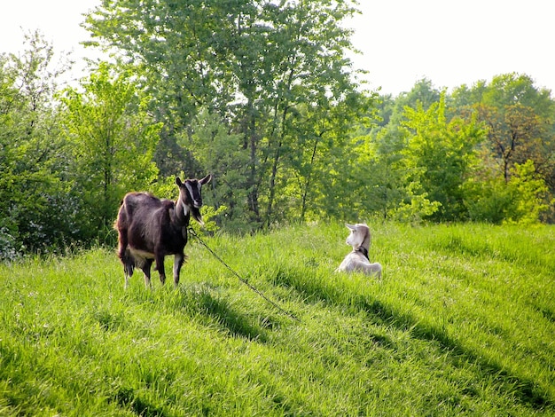 Cavalli in un campo