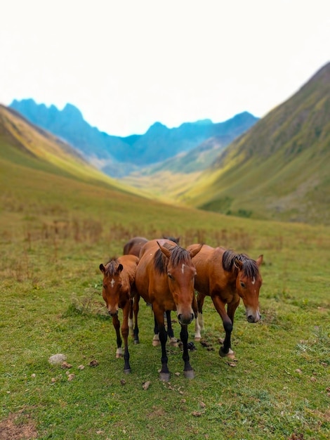 Cavalli in un campo