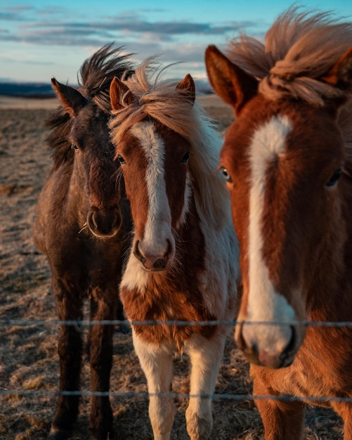 Cavalli islandesi bianchi e marroni in un campo