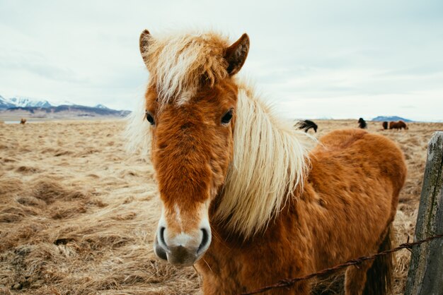 Cavalli islandesi in un campo