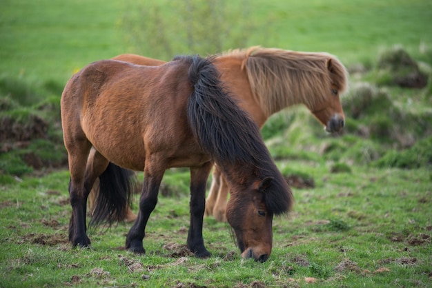 Cavalli islandesi negli altopiani Islanda