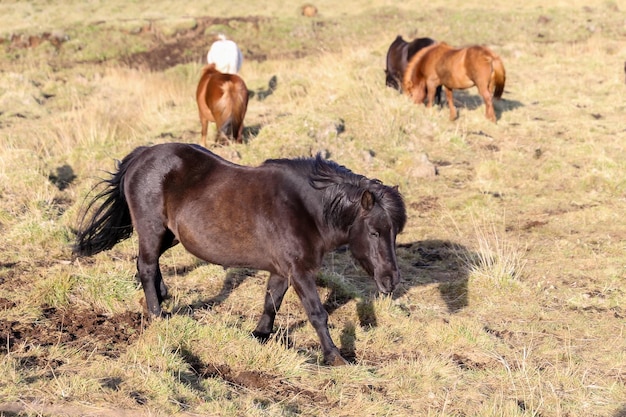 Cavalli islandesi su un campo in erba