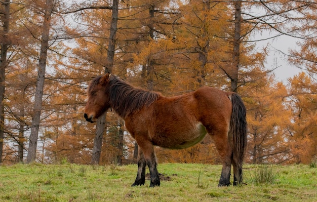 cavalli liberi nella foresta