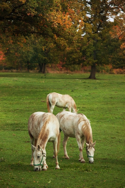 cavalli lippizaner sul prato