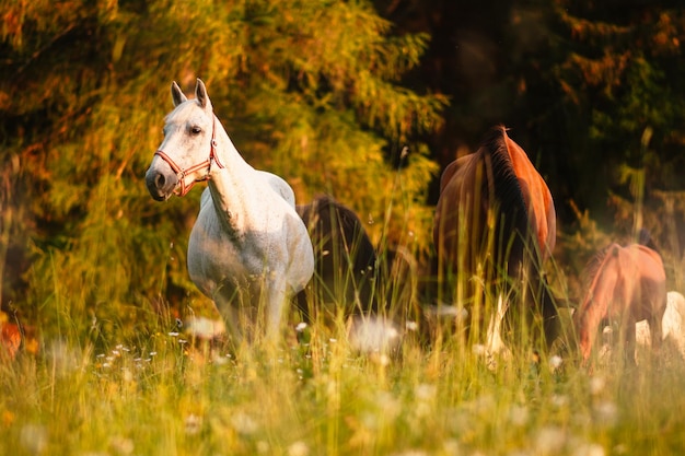 Cavalli marroni in piedi nell'erba alta nella luce del tramonto nella foresta backround cavallo di castagno corre al galoppo su un campo estivo primaverile