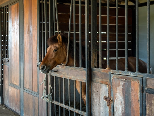 Cavalli marroni in piedi nella gabbia bloccata nella stalla nell'edificio della stanza Fotografia di ritratti di cavalli