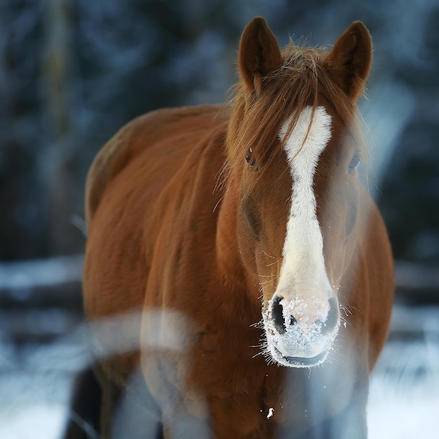 cavalli nel campo invernale paesaggio di brina, vacanze di natale al ranch