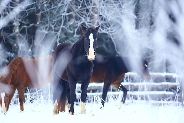cavalli nel campo invernale paesaggio di brina, vacanze di natale al ranch