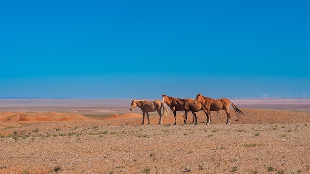 Cavalli nel deserto del Gobi vicino a White Stypa in Mongolia