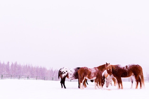 Cavalli nella neve in una piccola fattoria in Colorado.