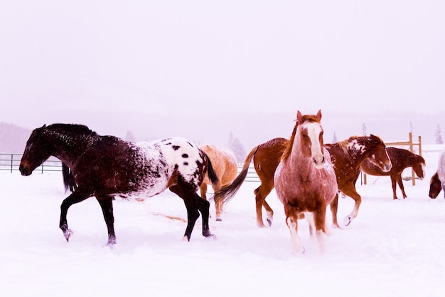 Cavalli nella neve in una piccola fattoria in Colorado.