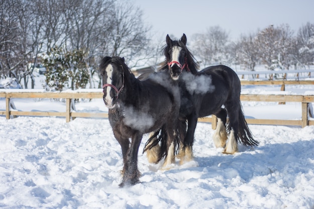 Cavalli nella neve