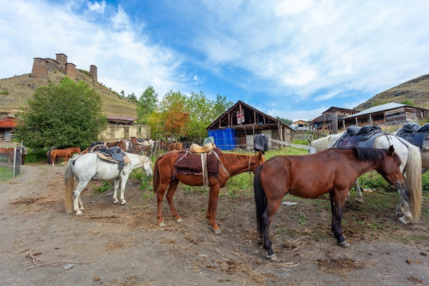 Cavalli per turisti che viaggiano a Tusheti, Georgia. Viaggiare