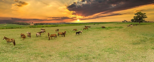 Cavalli purosangue al pascolo al tramonto in un campo