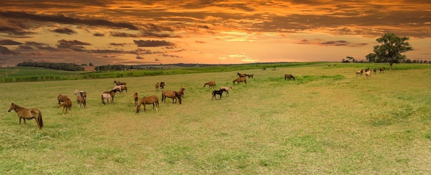 Cavalli purosangue che pascono al tramonto in un campo.