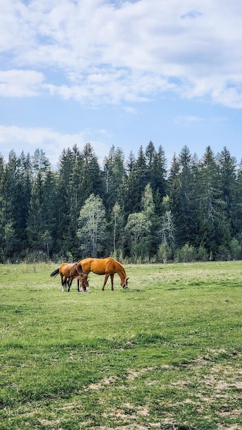 Cavalli rossi purosangue che pascolano nel campo accanto alla foresta bellissimo paesaggio rurale foto verticale