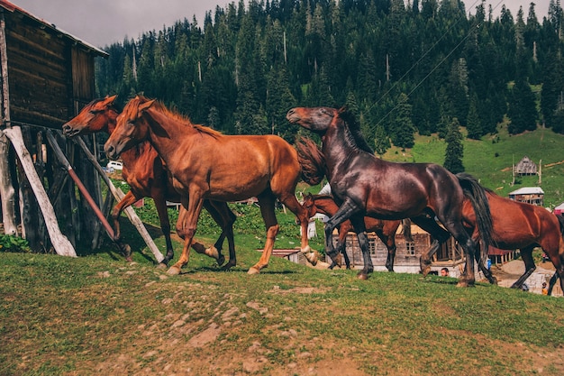 Cavalli selvaggi che corrono in montagna