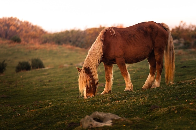 Cavalli selvaggi che mangiano erba sul monte Jaizkibel, Paesi Baschi.