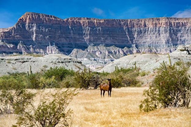 Cavalli selvaggi nel deserto della Baja California