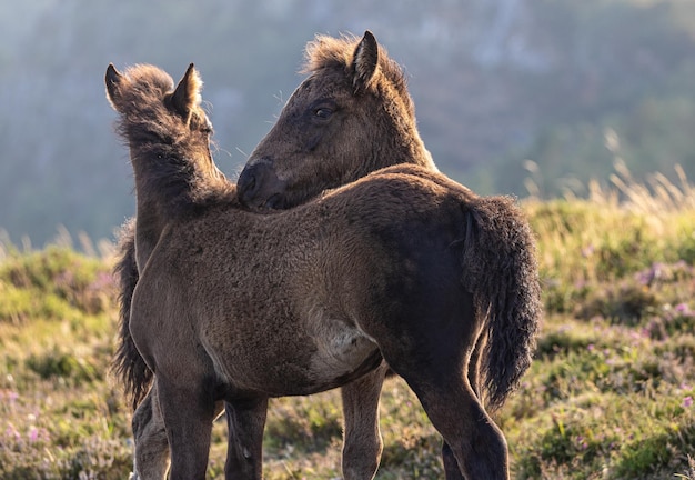 Cavalli selvaggi sulla montagna con nebbia e sole