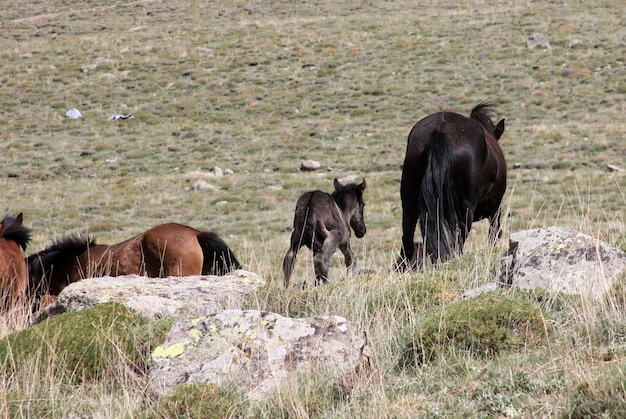 Cavalli selvaggi