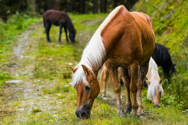 Cavalli selvaggii nella foresta dell'Austria