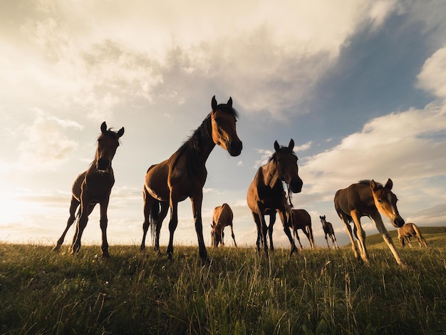 Cavalli sul campo contro un cielo nuvoloso
