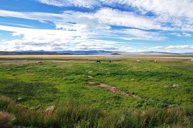 Cavalli sul Lago Argentino a El Calafate, Patagonia, Argentina