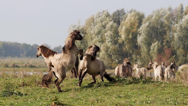 Cavalli sul paesaggio contro il cielo