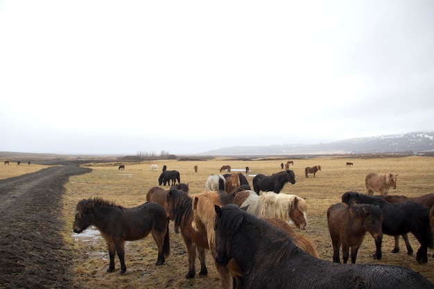 Cavalli sul paesaggio contro un cielo limpido