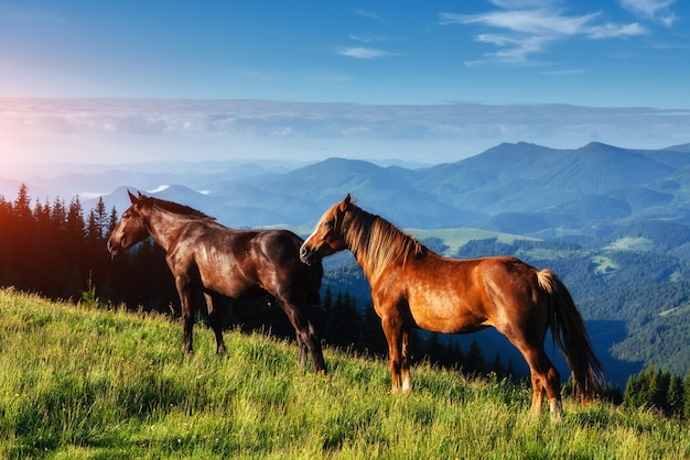 Cavalli, sull'erba al pascolo in alta montagna Monti Carpazi nei raggi del tramonto